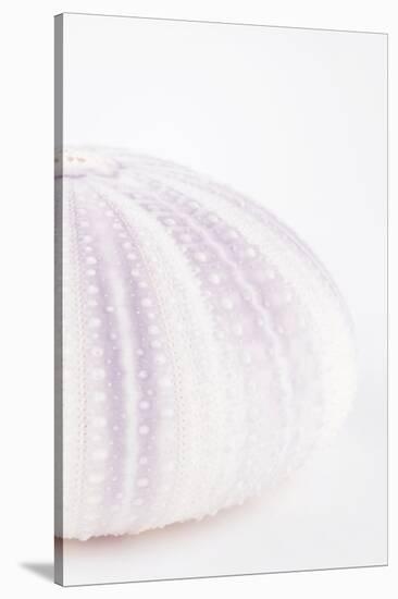 So Pure Collection - Natural Mauve Sea Urchin Shell II-Philippe Hugonnard-Stretched Canvas