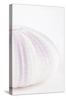 So Pure Collection - Natural Mauve Sea Urchin Shell II-Philippe Hugonnard-Stretched Canvas