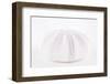 So Pure Collection - Natural Mauve Sea Urchin Shell-Philippe Hugonnard-Framed Photographic Print