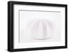 So Pure Collection - Natural Mauve Sea Urchin Shell-Philippe Hugonnard-Framed Photographic Print