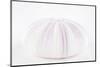 So Pure Collection - Natural Mauve Sea Urchin Shell-Philippe Hugonnard-Mounted Photographic Print