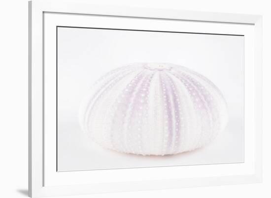 So Pure Collection - Natural Mauve Sea Urchin Shell-Philippe Hugonnard-Framed Photographic Print