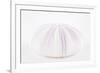 So Pure Collection - Natural Mauve Sea Urchin Shell-Philippe Hugonnard-Framed Photographic Print