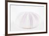 So Pure Collection - Natural Mauve Sea Urchin Shell-Philippe Hugonnard-Framed Photographic Print