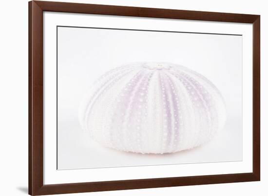 So Pure Collection - Natural Mauve Sea Urchin Shell-Philippe Hugonnard-Framed Photographic Print