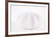 So Pure Collection - Natural Mauve Sea Urchin Shell-Philippe Hugonnard-Framed Photographic Print
