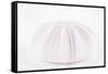 So Pure Collection - Natural Mauve Sea Urchin Shell-Philippe Hugonnard-Framed Stretched Canvas