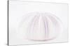 So Pure Collection - Natural Mauve Sea Urchin Shell-Philippe Hugonnard-Stretched Canvas