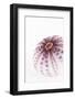 So Pure Collection - Natural Purple Sea Urchin Shell-Philippe Hugonnard-Framed Photographic Print