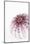 So Pure Collection - Natural Purple Sea Urchin Shell-Philippe Hugonnard-Mounted Photographic Print