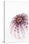 So Pure Collection - Natural Purple Sea Urchin Shell-Philippe Hugonnard-Stretched Canvas