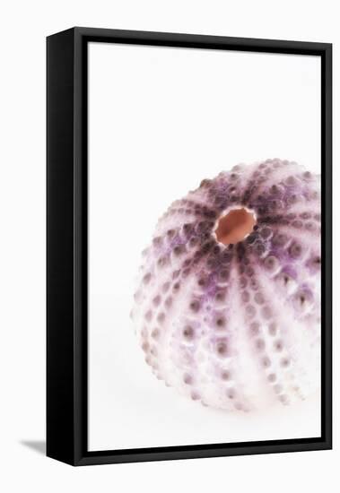 So Pure Collection - Natural Purple Sea Urchin Shell-Philippe Hugonnard-Framed Stretched Canvas