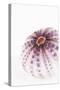 So Pure Collection - Natural Purple Sea Urchin Shell-Philippe Hugonnard-Stretched Canvas