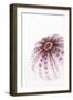 So Pure Collection - Natural Purple Sea Urchin Shell-Philippe Hugonnard-Framed Photographic Print