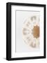 So Pure Collection - Natural Sea Urchin Shell II-Philippe Hugonnard-Framed Photographic Print