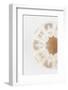 So Pure Collection - Natural Sea Urchin Shell II-Philippe Hugonnard-Framed Photographic Print