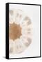 So Pure Collection - Natural Sea Urchin Shell III-Philippe Hugonnard-Framed Stretched Canvas