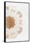 So Pure Collection - Natural Sea Urchin Shell III-Philippe Hugonnard-Framed Stretched Canvas