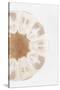 So Pure Collection - Natural Sea Urchin Shell III-Philippe Hugonnard-Stretched Canvas