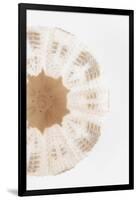 So Pure Collection - Natural Sea Urchin Shell III-Philippe Hugonnard-Framed Photographic Print