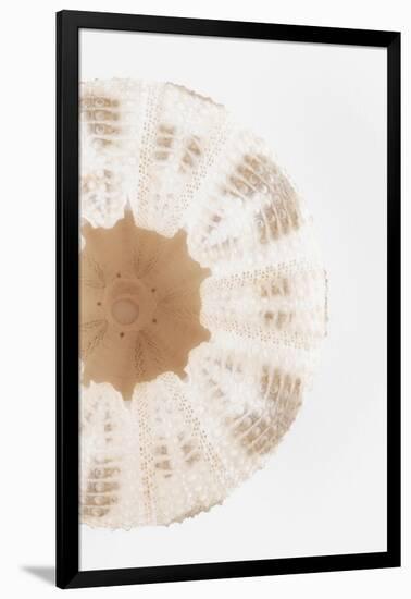 So Pure Collection - Natural Sea Urchin Shell III-Philippe Hugonnard-Framed Photographic Print