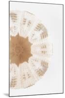 So Pure Collection - Natural Sea Urchin Shell III-Philippe Hugonnard-Mounted Premium Photographic Print