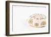 So Pure Collection - Natural Sea Urchin Shell-Philippe Hugonnard-Framed Photographic Print