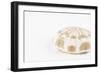 So Pure Collection - Natural Sea Urchin Shell-Philippe Hugonnard-Framed Photographic Print