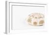 So Pure Collection - Natural Sea Urchin Shell-Philippe Hugonnard-Framed Photographic Print