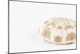 So Pure Collection - Natural Sea Urchin Shell-Philippe Hugonnard-Mounted Photographic Print