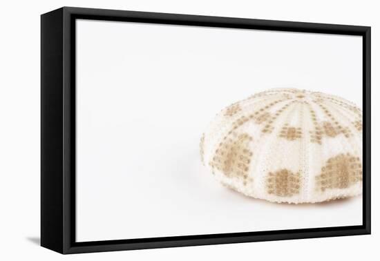 So Pure Collection - Natural Sea Urchin Shell-Philippe Hugonnard-Framed Stretched Canvas