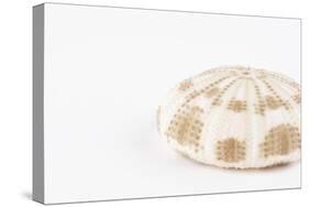 So Pure Collection - Natural Sea Urchin Shell-Philippe Hugonnard-Stretched Canvas