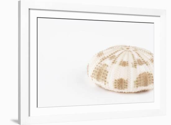 So Pure Collection - Natural Sea Urchin Shell-Philippe Hugonnard-Framed Photographic Print