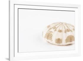 So Pure Collection - Natural Sea Urchin Shell-Philippe Hugonnard-Framed Photographic Print