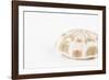 So Pure Collection - Natural Sea Urchin Shell-Philippe Hugonnard-Framed Photographic Print