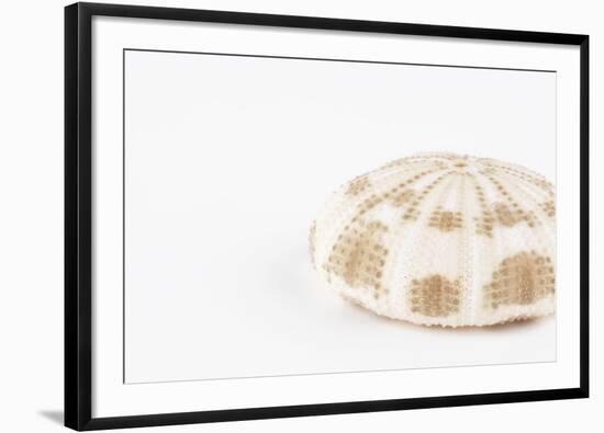 So Pure Collection - Natural Sea Urchin Shell-Philippe Hugonnard-Framed Photographic Print