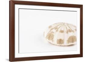 So Pure Collection - Natural Sea Urchin Shell-Philippe Hugonnard-Framed Photographic Print