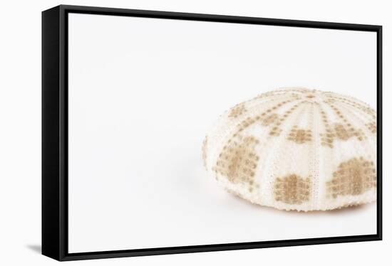 So Pure Collection - Natural Sea Urchin Shell-Philippe Hugonnard-Framed Stretched Canvas