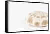 So Pure Collection - Natural Sea Urchin Shell-Philippe Hugonnard-Framed Stretched Canvas