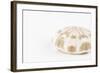 So Pure Collection - Natural Sea Urchin Shell-Philippe Hugonnard-Framed Photographic Print