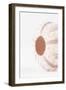 So Pure Collection - Natural Seashell-Philippe Hugonnard-Framed Photographic Print