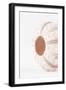 So Pure Collection - Natural Seashell-Philippe Hugonnard-Framed Photographic Print