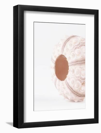 So Pure Collection - Natural Seashell-Philippe Hugonnard-Framed Photographic Print