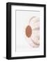 So Pure Collection - Natural Seashell-Philippe Hugonnard-Framed Photographic Print