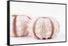 So Pure Collection - Natural Seashells-Philippe Hugonnard-Framed Stretched Canvas