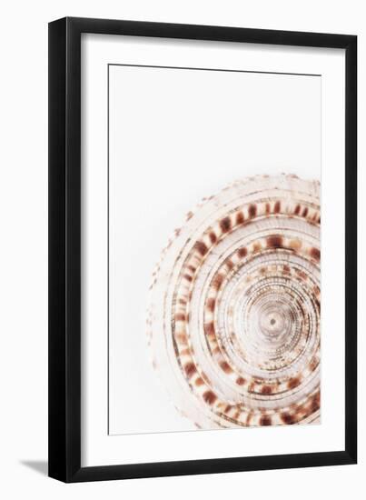 So Pure Collection - Natural Swirl Sundial Sea Shell-Philippe Hugonnard-Framed Photographic Print