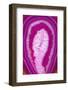 So Pure Collection - Pink Agate Slice-Philippe Hugonnard-Framed Photographic Print