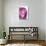 So Pure Collection - Pink Agate-Philippe Hugonnard-Photographic Print displayed on a wall