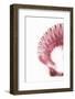 So Pure Collection - Pink Scallop Seashell II-Philippe Hugonnard-Framed Photographic Print