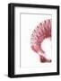 So Pure Collection - Pink Scallop Seashell II-Philippe Hugonnard-Framed Photographic Print